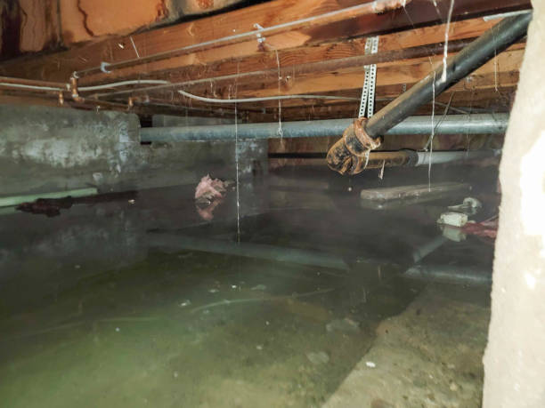 Best Flood damage cleanup  in Mcnary, AZ